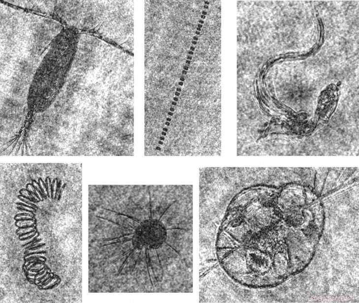 University of Aberdeen Unveils World s Most Compact and Fastest Subsea Holographic Camera