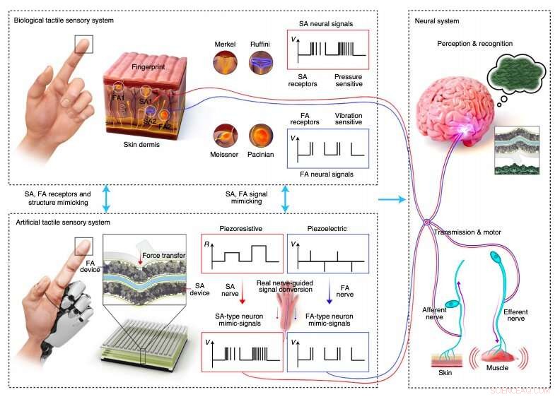 Artificial Tactile Skin Replicates Human Touch Recognition, Advancing Robotics