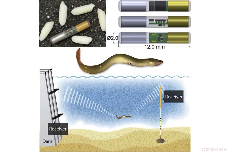 Grain-Sized Microbattery Powers Advanced Fish Tracking for Hydropower Conservation