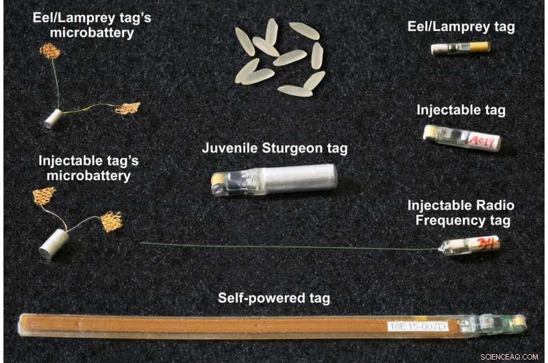 Grain-Sized Microbattery Powers Advanced Fish Tracking for Hydropower Conservation