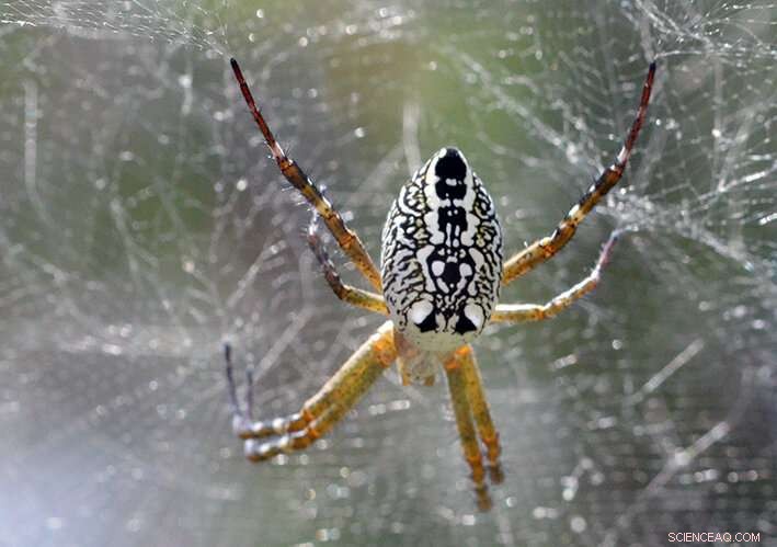 Global Spider Silk Database Accelerates Biomaterial Innovation and Research