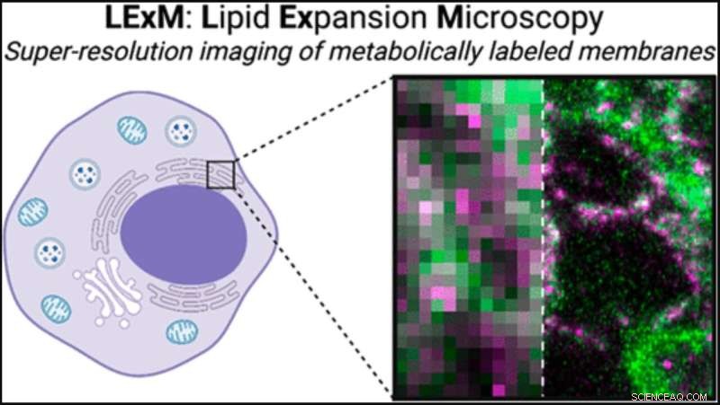 Breakthrough in Lipid Imaging: Click Chemistry Enhances Expansion Microscopy