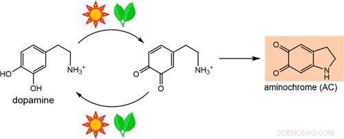 Chlorophyll s Antioxidant Recycling: New Biochemical Evidence for Dietary Benefits