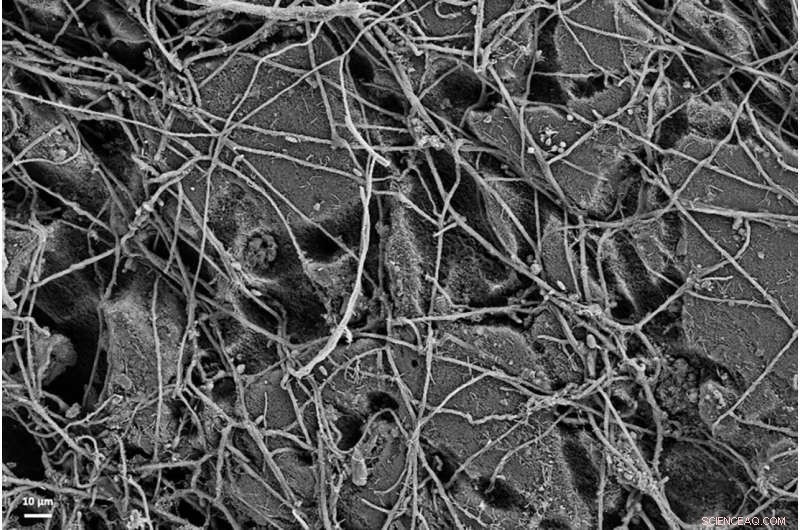 Accurate Tracking of Plastic Biodegradation in Agricultural Mulch Films Using Microscopy