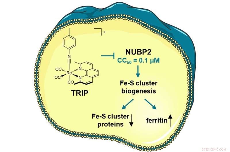 Rhenium Metal Complex Disrupts Ovarian Cancer Metabolism at Low Doses for Effective Treatment