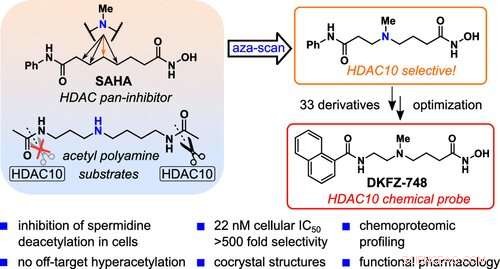 Breakthrough: First Specific Inhibitor for HDAC10 Enzyme Developed by DKFZ to Study Disease Links