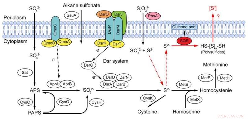 Discovery of a Novel Zero-Valent Sulfur Production Pathway in Deep-Sea Bacterium