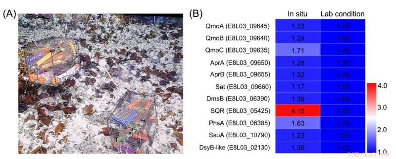 Discovery of a Novel Zero-Valent Sulfur Production Pathway in Deep-Sea Bacterium