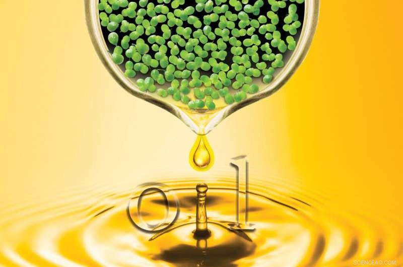 Engineered Duckweed: A Key to Sustainable Biofuel and Bioproduct Oils