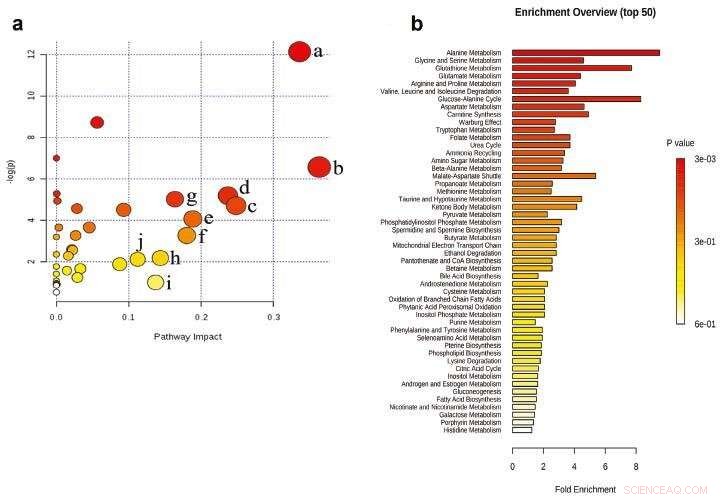 Ginsenoside CK: A Neuroprotective Shield Against Oxidative Stress-Induced Damage