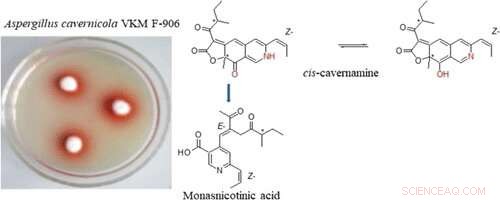 Novel Anti-Tumor Compound Discovered in Aspergillus cavernicola Fungus Extract