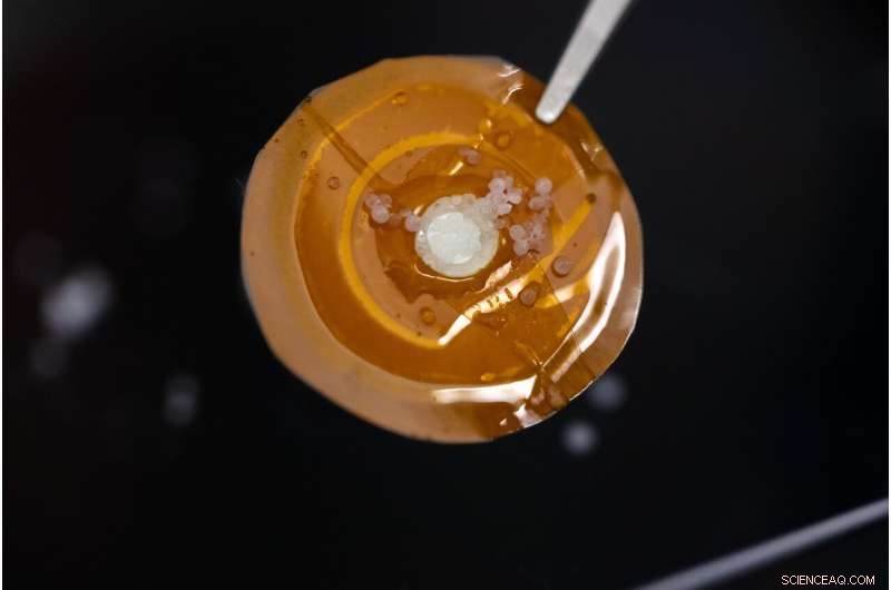 KAUST Develops Ultrathin Membranes for Superior Salt Removal in Water Desalination