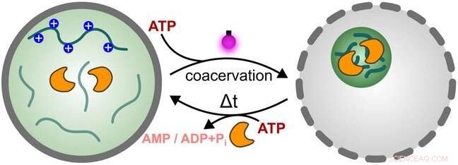 Light-Driven Control of Synthetic Cell Processes for Medical Innovation