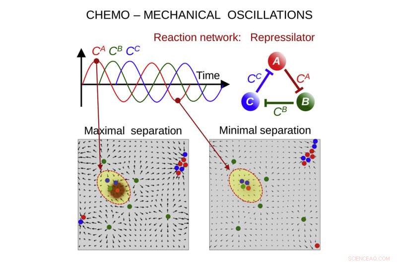 Synthetic Microcapsules Mimic Protocell Behavior with Chemo-Mechanical Oscillations