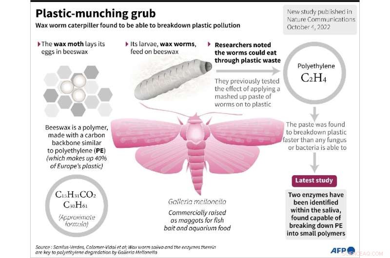 Wax Worm Saliva Enzymes Degrade Common Plastic Waste, Offering Innovative Pollution Solutions