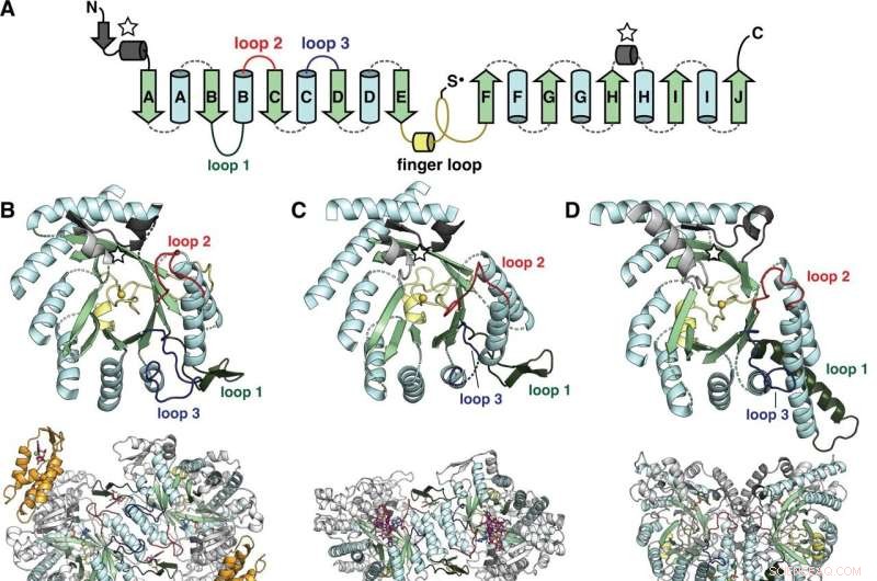 The Ribonucleotide Reductase Family: Key to Life s Evolutionary Adaptation to Oxygen
