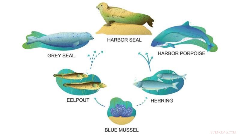 Non-Target Screening Uncovers Hazardous Substances Biomagnifying in Baltic Sea Marine Predators