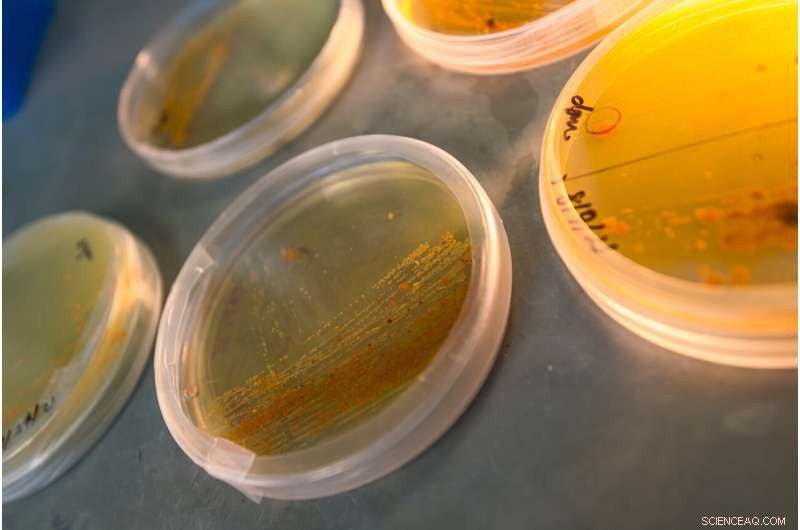 Breakthrough: How Marine Bacterium Produces Salinosporamide A, a Promising Anticancer Drug in Phase III Trials