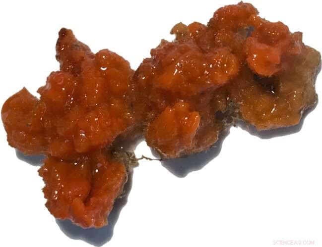 Beyond Microbes: Sea Sponges Are Factories of Bioactive Compounds