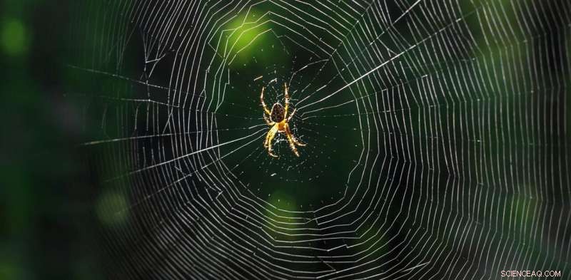 Spider Silk: A Promising New Avenue in Cancer Therapy Targeting p53