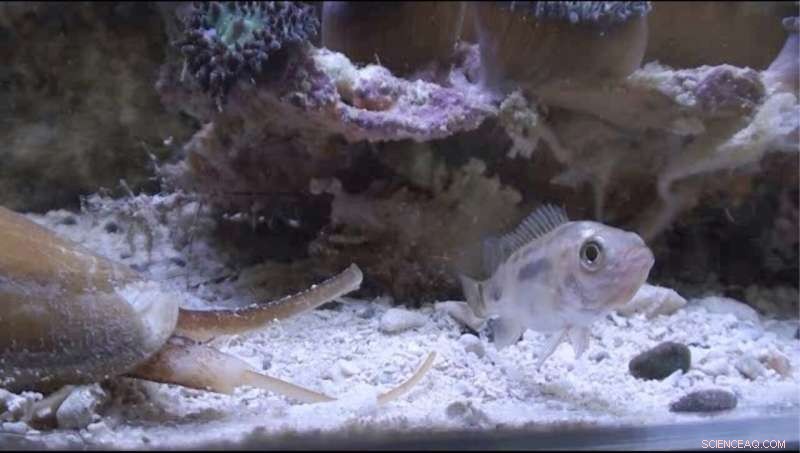 Cone Snail-Inspired Insulin: Rapid Blood Sugar Control for Diabetes Patients