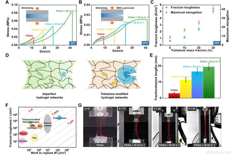 A Versatile Hydrogel Network Repair Strategy Leveraging Trehalose and Covalent-Like Hydrogen Bonding
