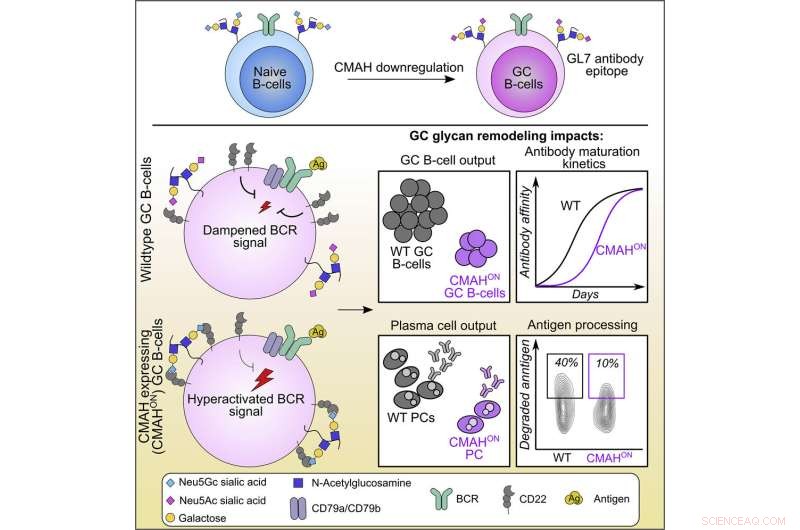 Antibody Fine-Tuning Mechanism Discovered by University of Alberta Researchers