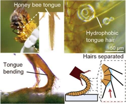 Honeybee Tongue Hairs Exhibit Unexpected Water Repellency