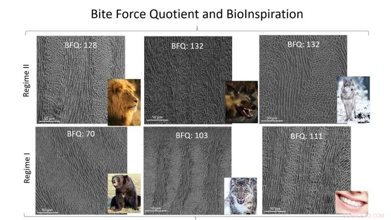 Dental Enamel s Breakthrough: Revolutionizing Clean Energy Materials