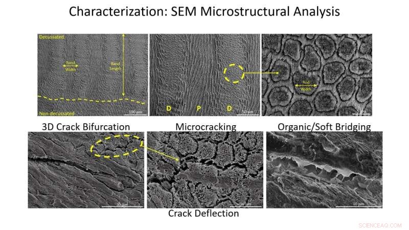 Dental Enamel s Breakthrough: Revolutionizing Clean Energy Materials