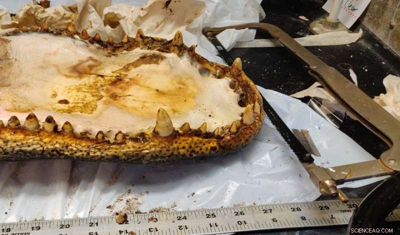 Dental Enamel s Breakthrough: Revolutionizing Clean Energy Materials