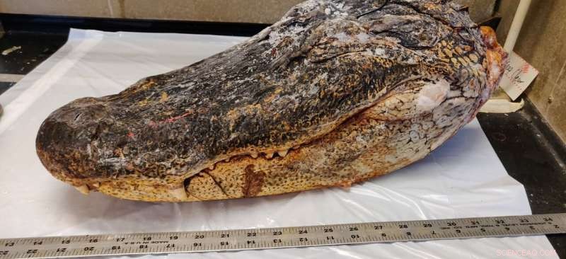 Dental Enamel s Breakthrough: Revolutionizing Clean Energy Materials