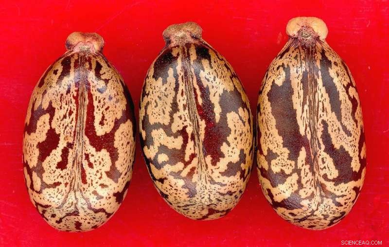 Biodiesel from Wild Castor Oil Seeds: Transesterification Study Insights