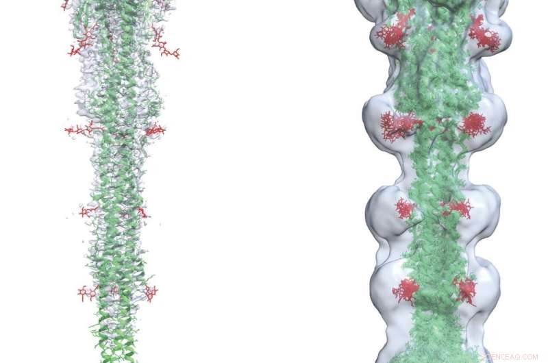 Cryo-EM and Molecular Simulations Reveal Atomic-Scale Mechanism of SARS-CoV-2 Spike Protein Fusion with Human Cells