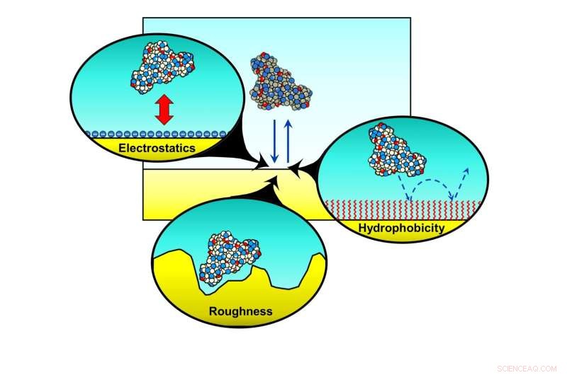 Rice University Study: How Protein Dynamics Influence Surface Interactions in Healthcare Manufacturing
