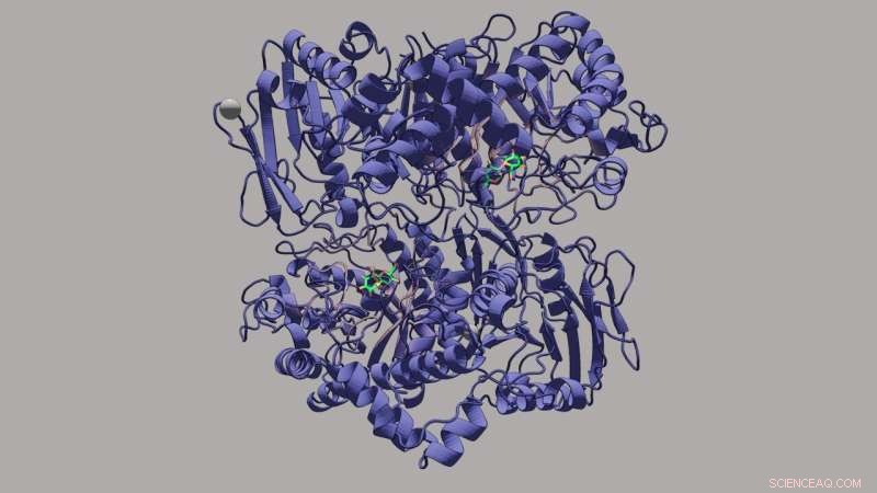 Breakthrough: Novel Enzyme IaSGT Mechanism for Glycosidic Bond Formation in Sugars