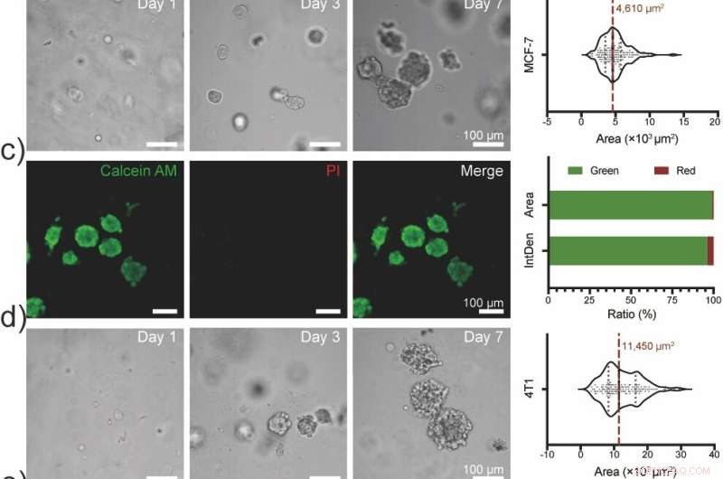 Novel Peptide Hydrogel Enables Efficient Cell Spheroid Production and Extraction