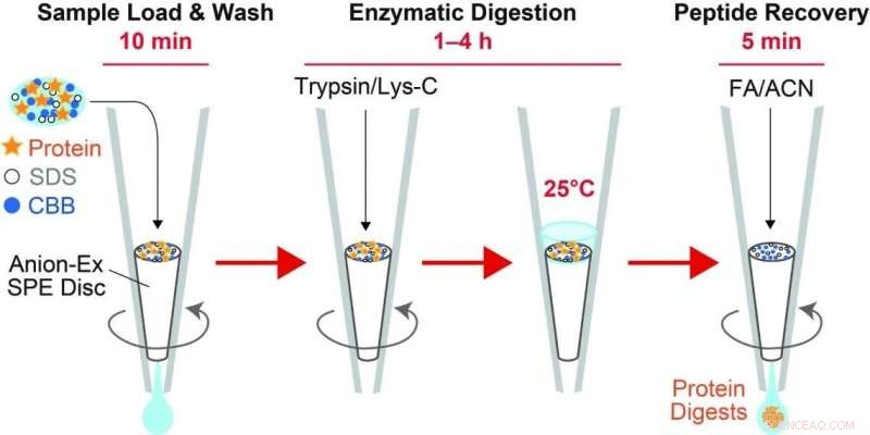AnExSP: Rapid Protein Analysis from Trace Cell Samples in Under 5 Hours