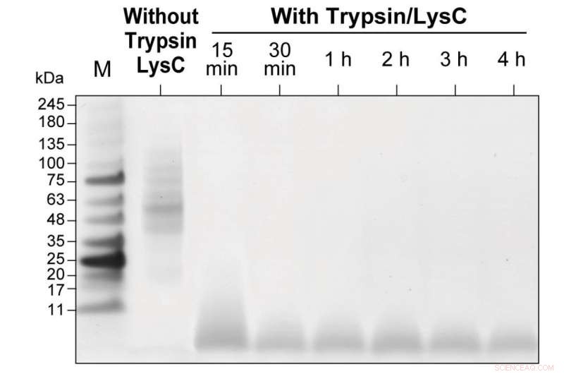 AnExSP: Rapid Protein Analysis from Trace Cell Samples in Under 5 Hours