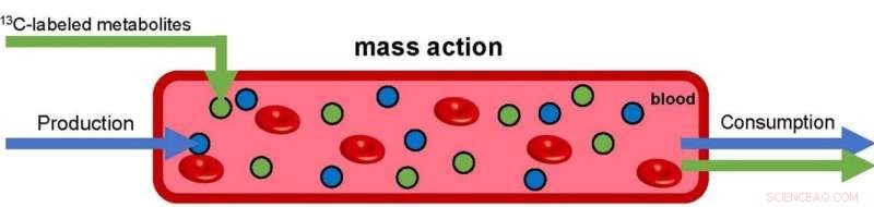 Scientists Reveal Simple Mass-Action Mechanism for Mammalian Bloodstream Homeostasis