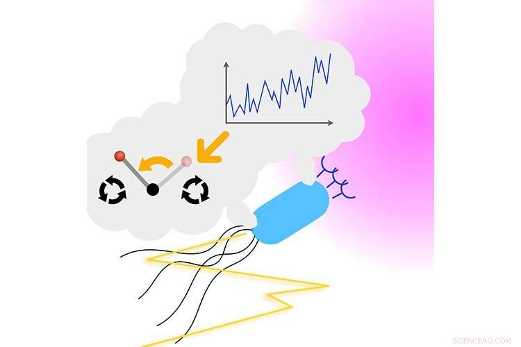 Bacterial Chemotaxis Breakthrough: E. coli s Optimal Run-and-Tumble Strategy for Food Search