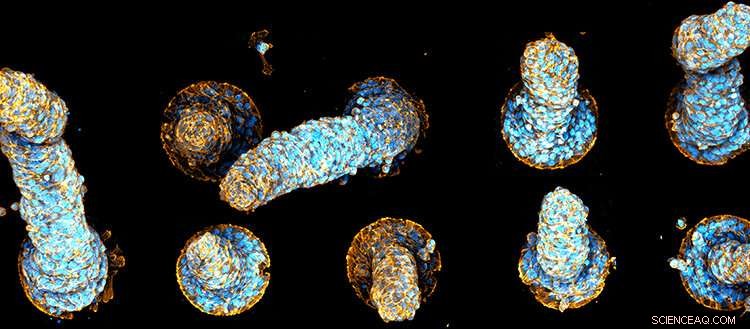 Research Reveals How Cellular Tornadoes Sculpt Organ Development