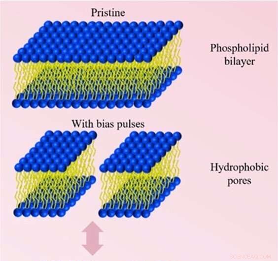 SUTD s Affordable Electroporation Device Enhances Global Cancer Drug Access
