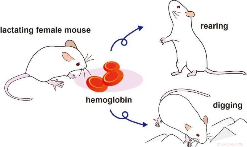Mother Mice Use Hemoglobin as a Chemical Signal to Protect Their Pups