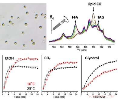 Real-Time Solid-State NMR Spectroscopy: Live Monitoring of Cellular Metabolism and Structure