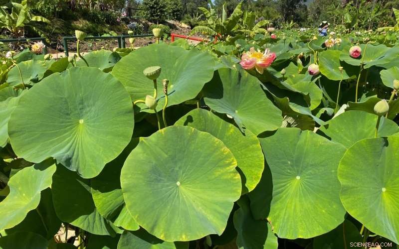 RMIT s Self-Cleaning Bioplastic Repels Liquids and Dirt for Sustainable Food Packaging