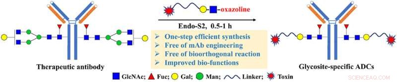 A Streamlined One-Step Method for Site-Specific Antibody-Drug Conjugate Synthesis Using LacNAc Substrates