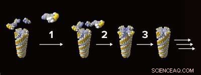 Breakthrough: Solvent-Free Supramolecular Polymer Synthesis via Self-Templating