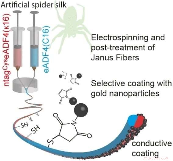 Spider Silk Janus Fibers: Enhancing Nerve Cell Growth for Advanced Regenerative Medicine