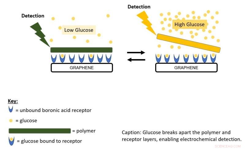University of Bath and Integrated Graphene Develop Robust, Enzyme-Free Glucose Sensor with Boronic Acids and Graphene Foam